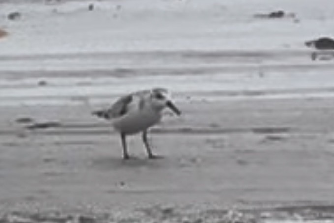 Piovanello tridattilo - ML627089692