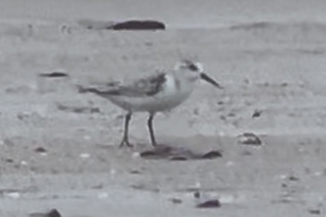 Piovanello tridattilo - ML627089693