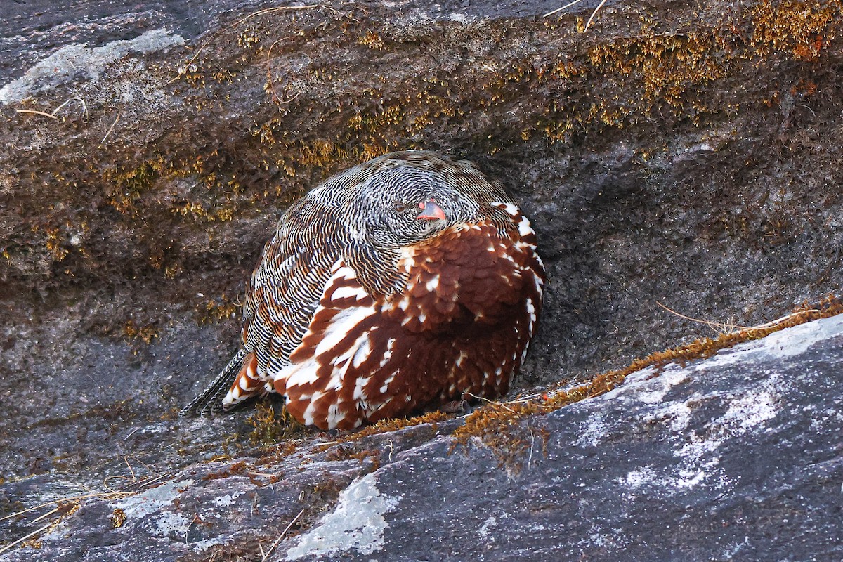 Snow Partridge - ML627089715