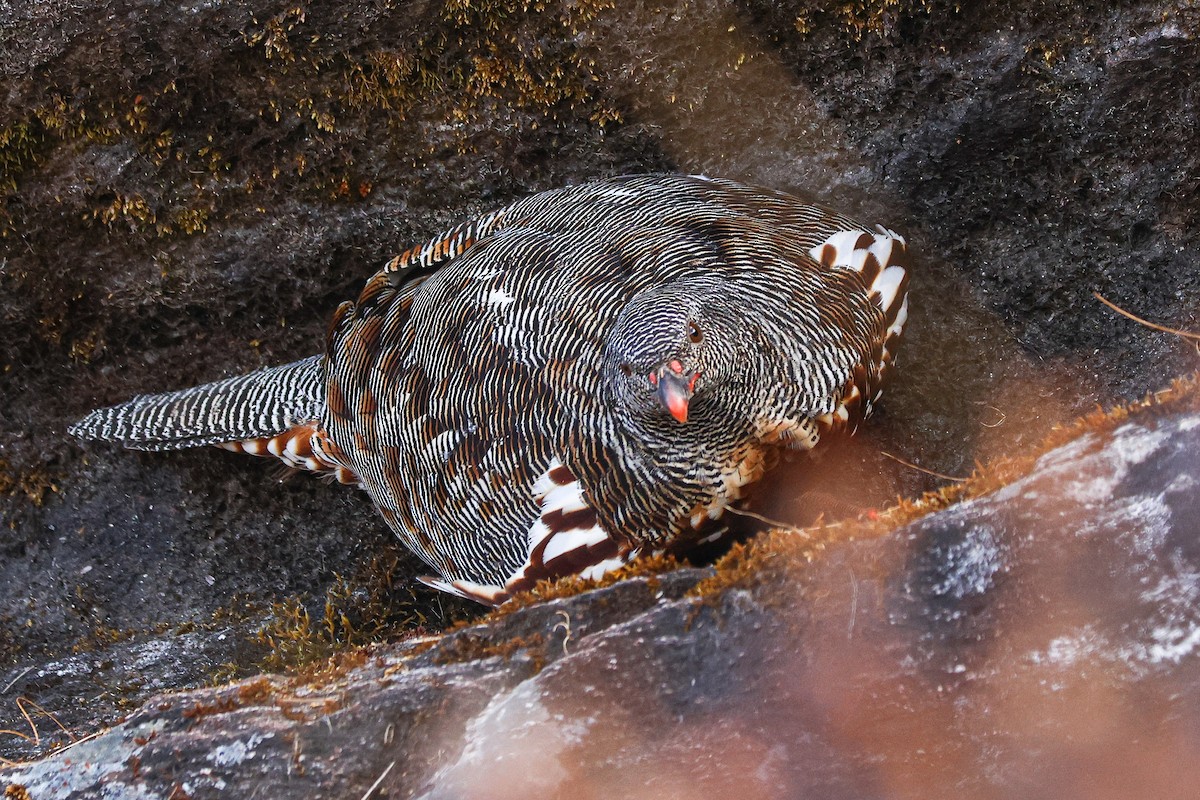 Snow Partridge - ML627089717