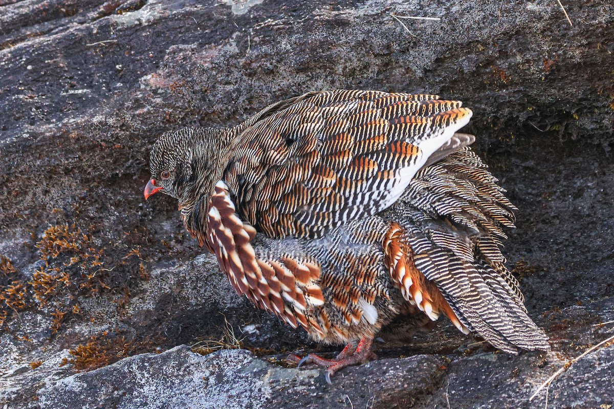 Snow Partridge - ML627089719