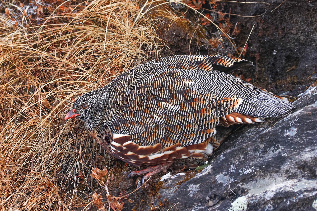 Snow Partridge - ML627089721