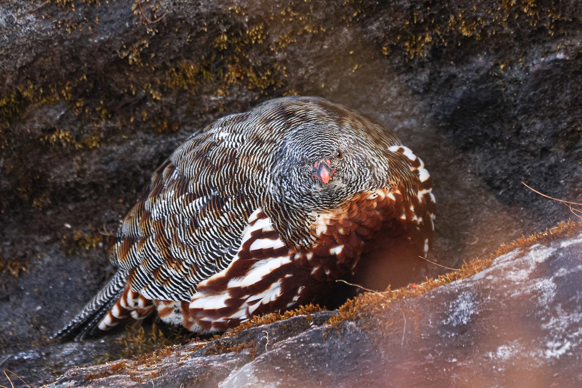 Snow Partridge - ML627089722