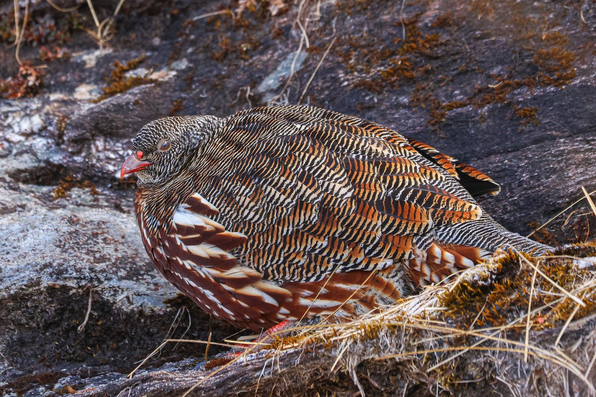 Snow Partridge - ML627089724