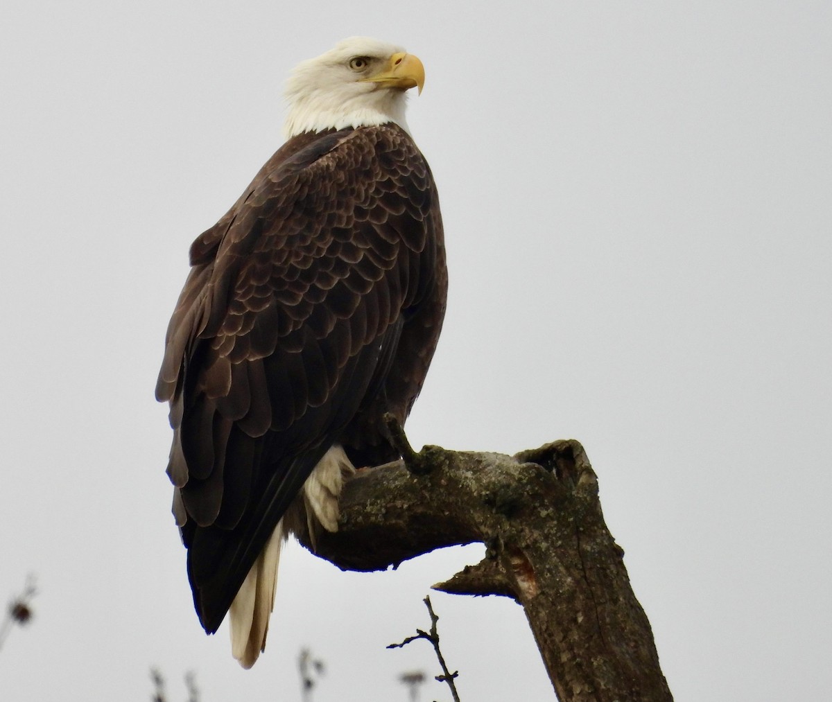 Bald Eagle - ML627089730