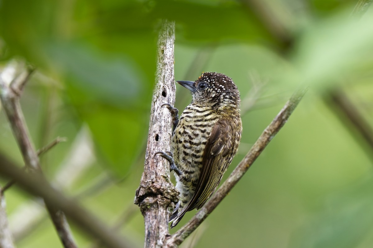 Lafresnaye's Piculet - ML627089755