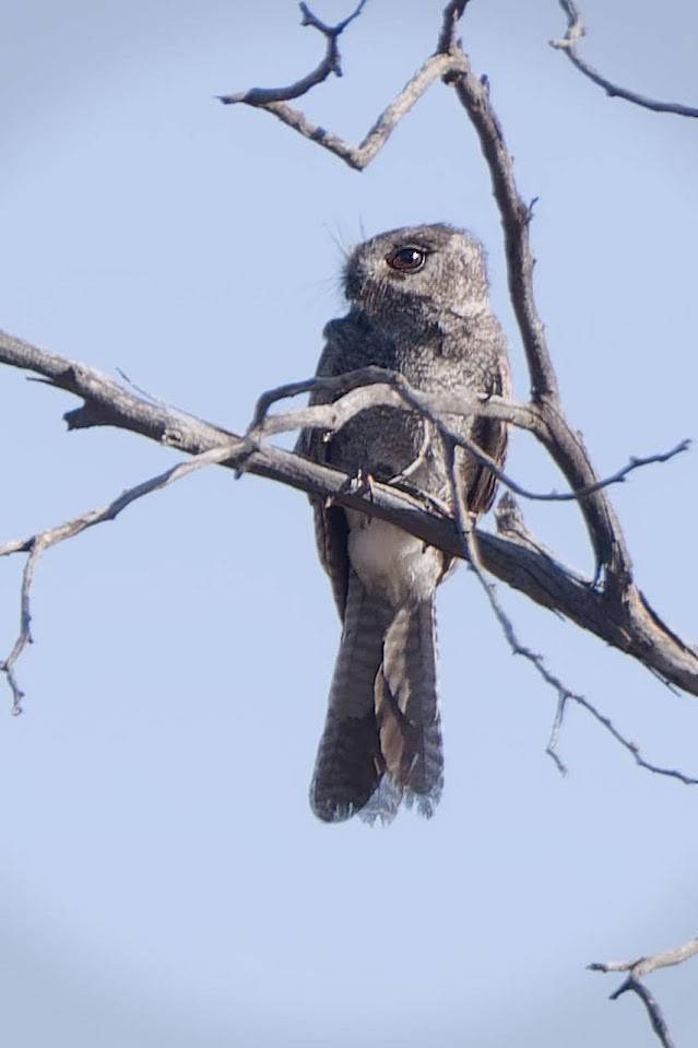 Australian Owlet-nightjar - ML627089767