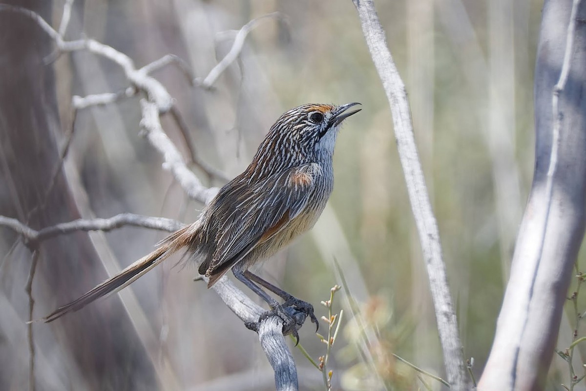 Striated Grasswren - ML627089829