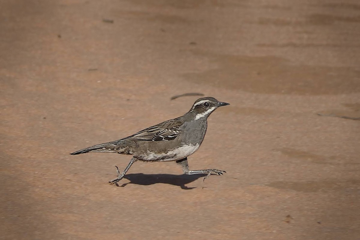 Chestnut Quail-thrush - ML627089839