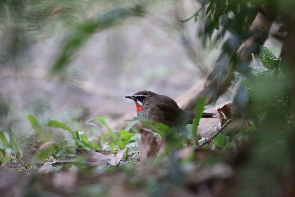Siberian Rubythroat - ML627089845