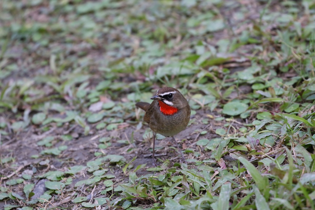 Siberian Rubythroat - ML627089849