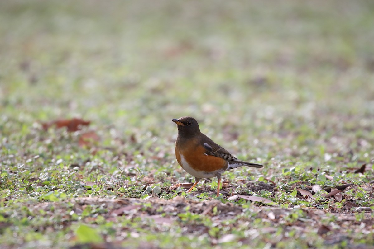 Brown-headed Thrush - ML627089850