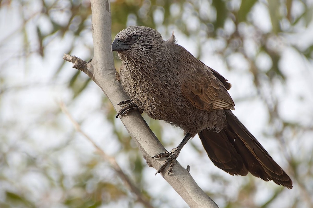 Apostlebird - ML627089861