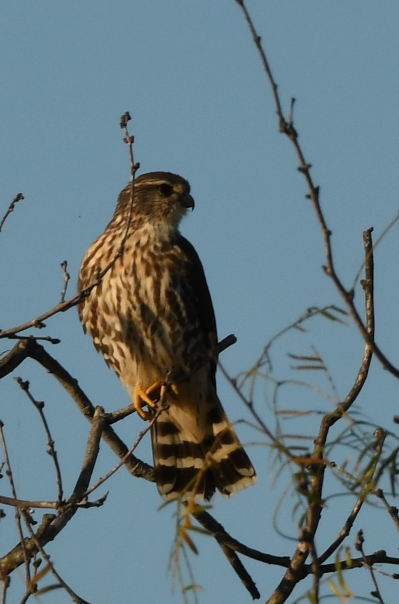 Merlin - ML627089873