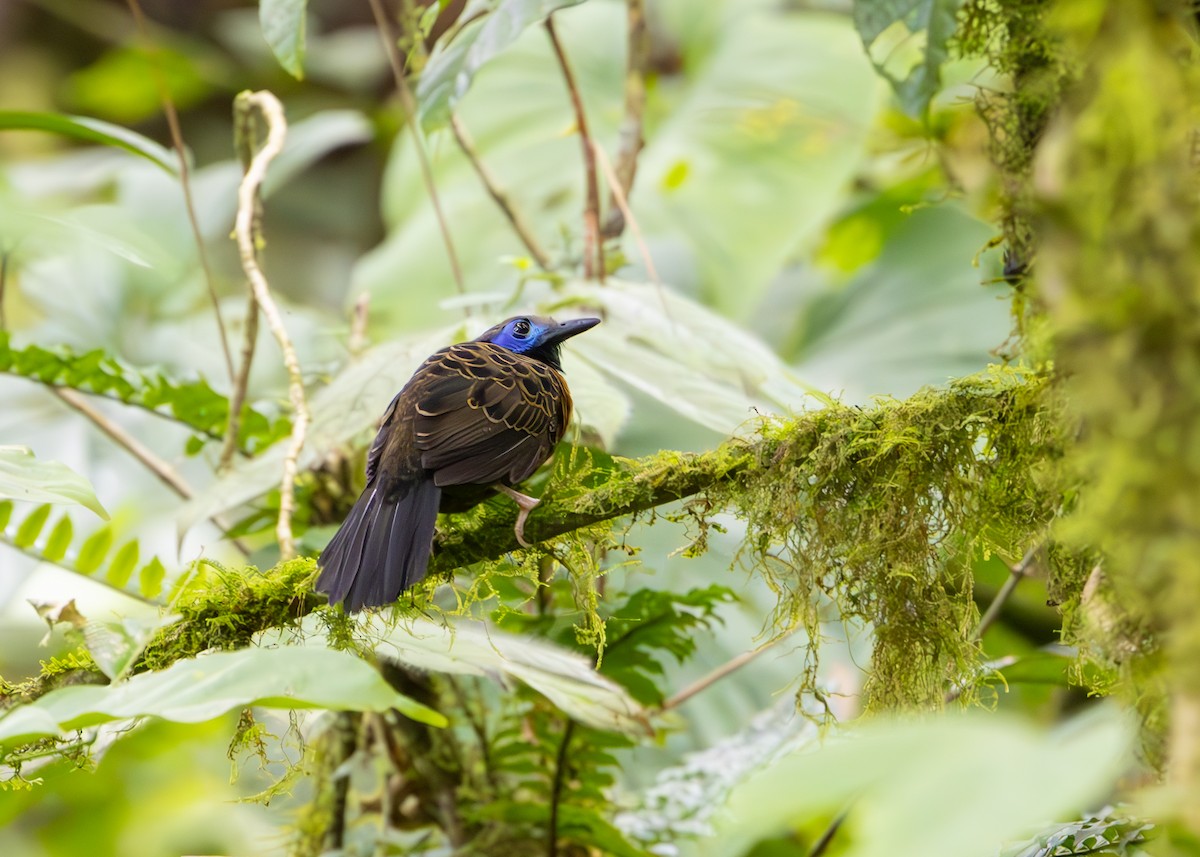 Ocellated Antbird - ML627089929