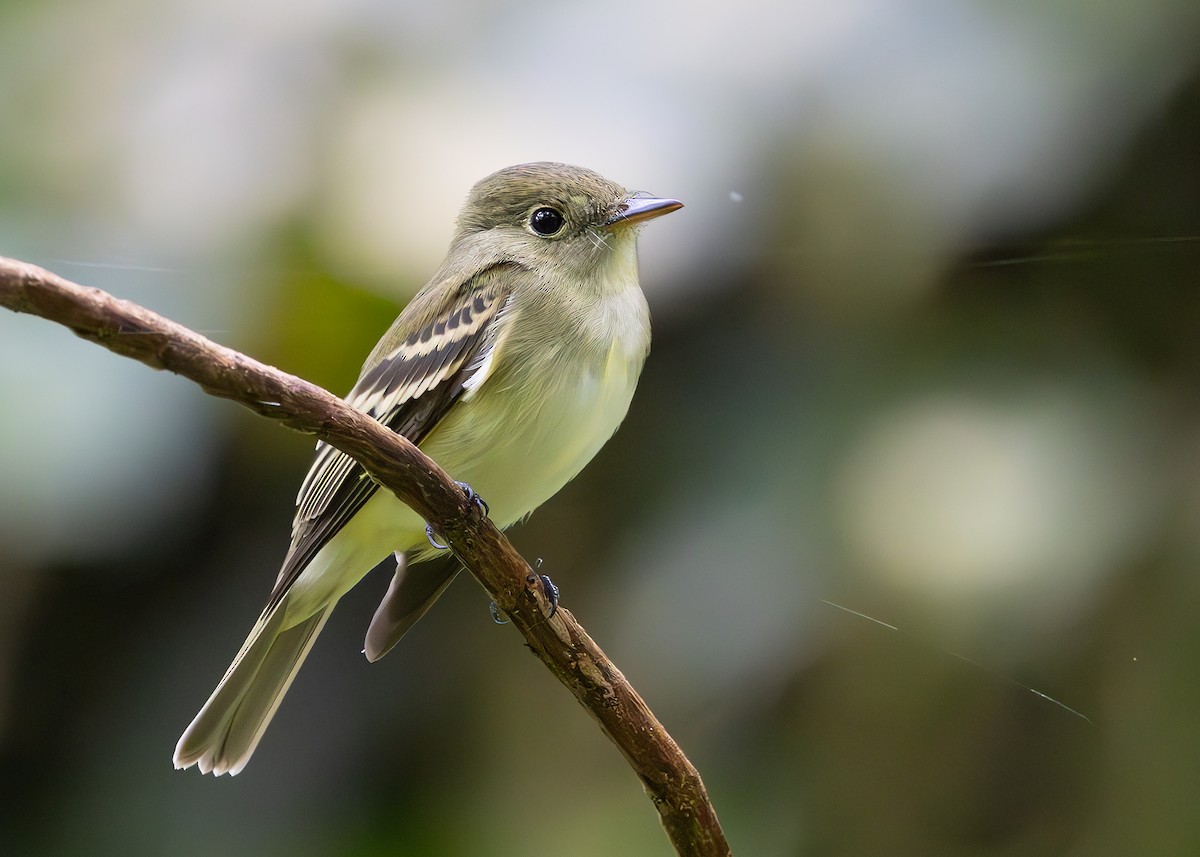 tyranovec zelenavý - ML627089951