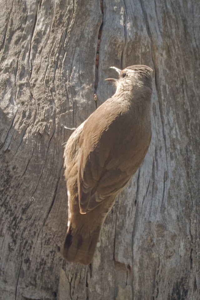 Brown Treecreeper - ML627089954