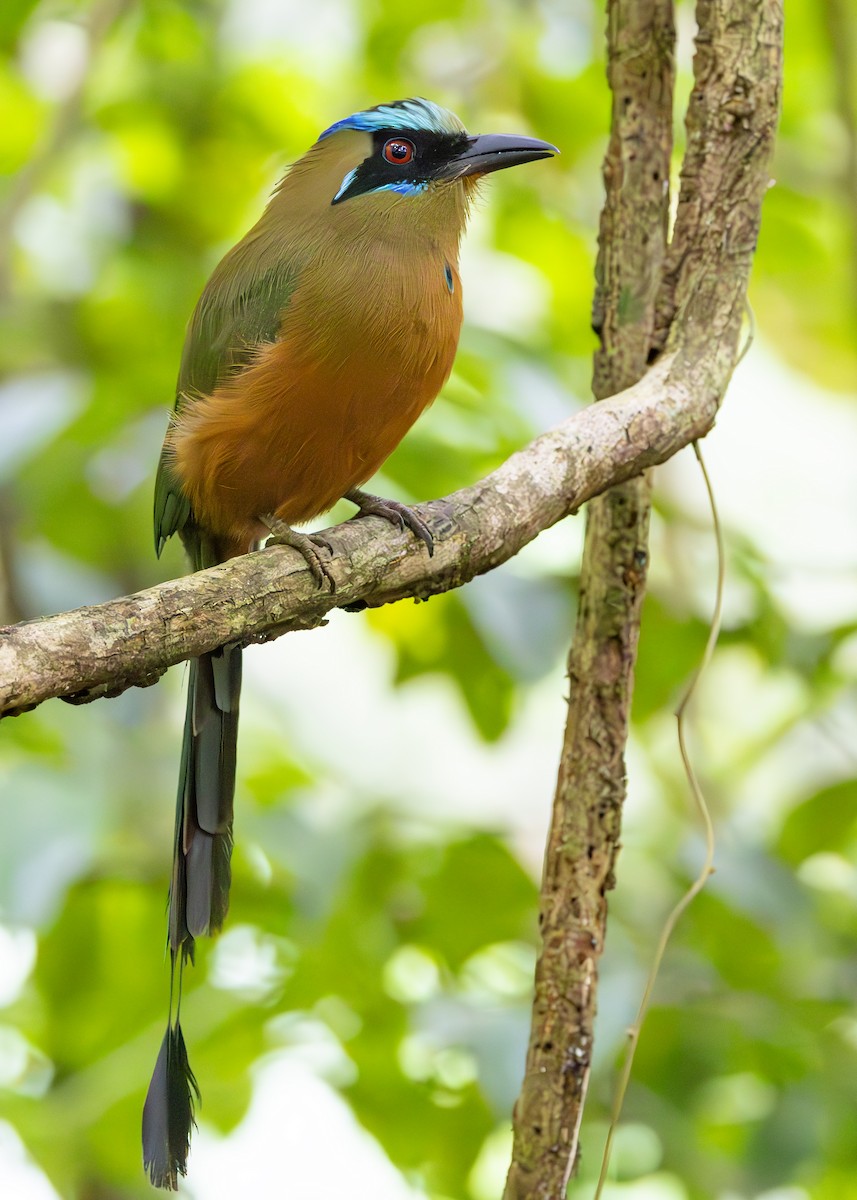 momot houkavý - ML627089970