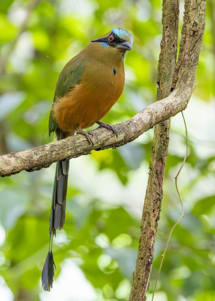 momot houkavý - ML627089971