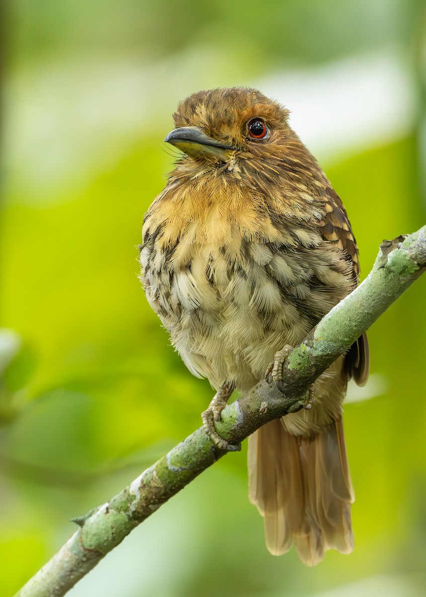 lenivka bělovousá - ML627089979