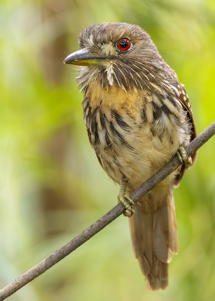 lenivka bělovousá - ML627089981