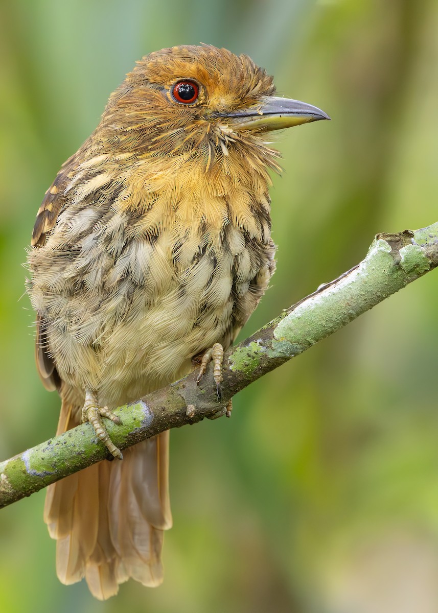 lenivka bělovousá - ML627089982