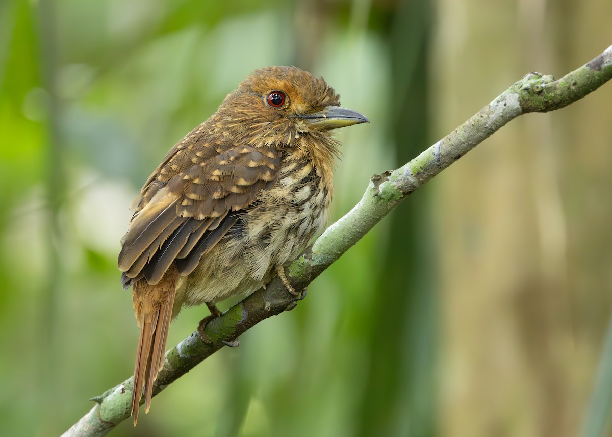 lenivka bělovousá - ML627089983