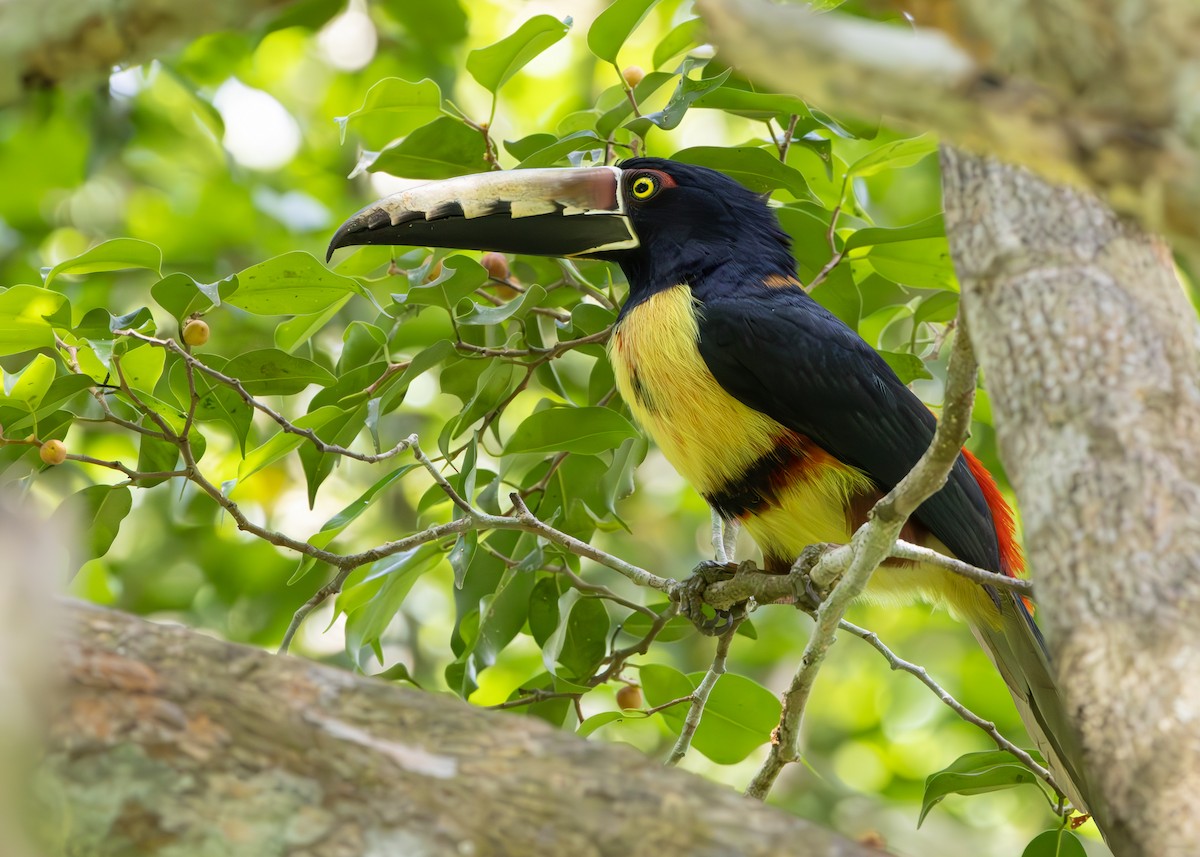 arassari pestrý - ML627089986