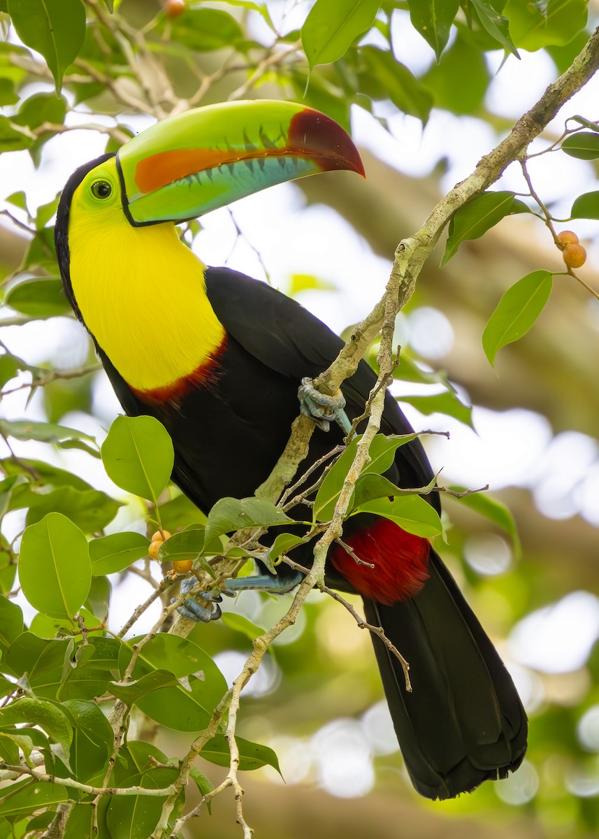 tukan středoamerický - ML627089987