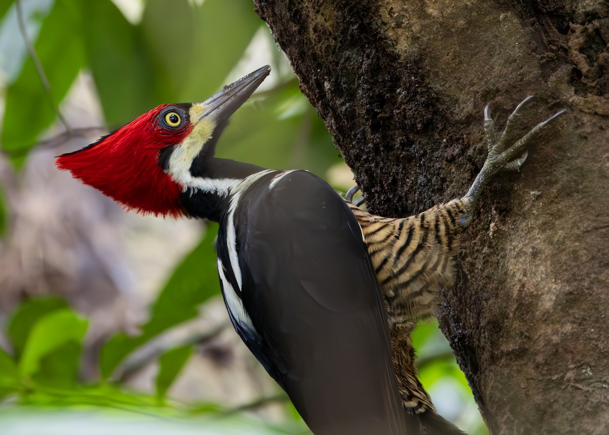 datel proužkovaný - ML627089992