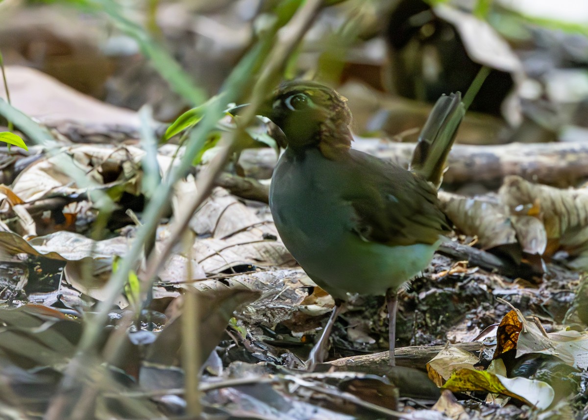 Black-faced Antthrush - Phil Dargue