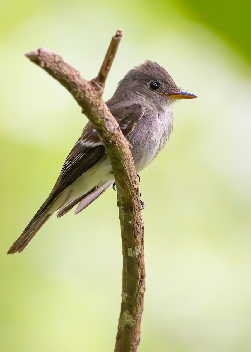 tyranovec východní - ML627090023