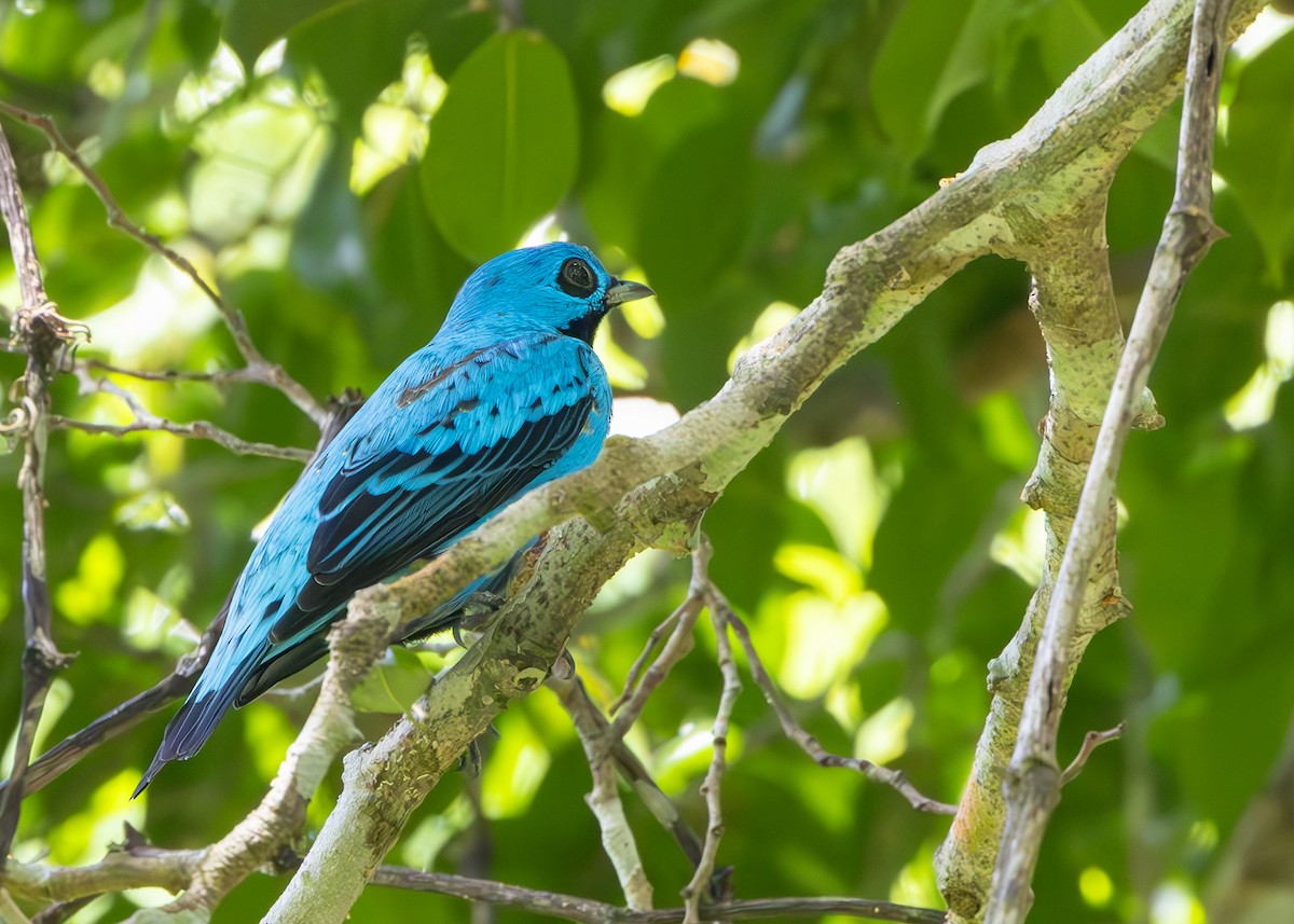 kotinga purpurovobřichá - ML627090027