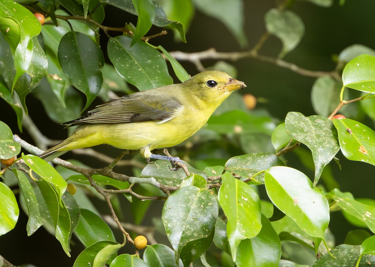 piranga šarlatová - ML627090062