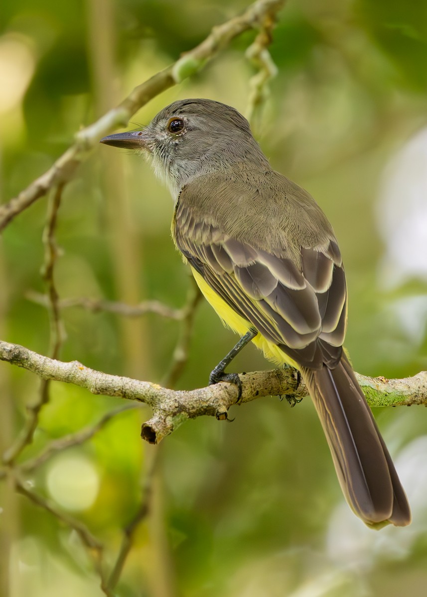 Panama Flycatcher - ML627090065