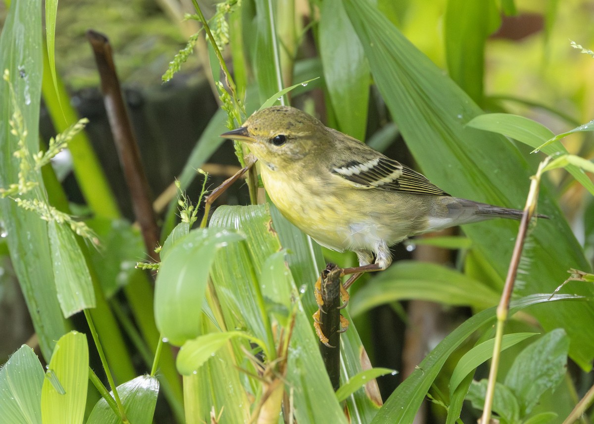 lesňáček černohlavý - ML627090085