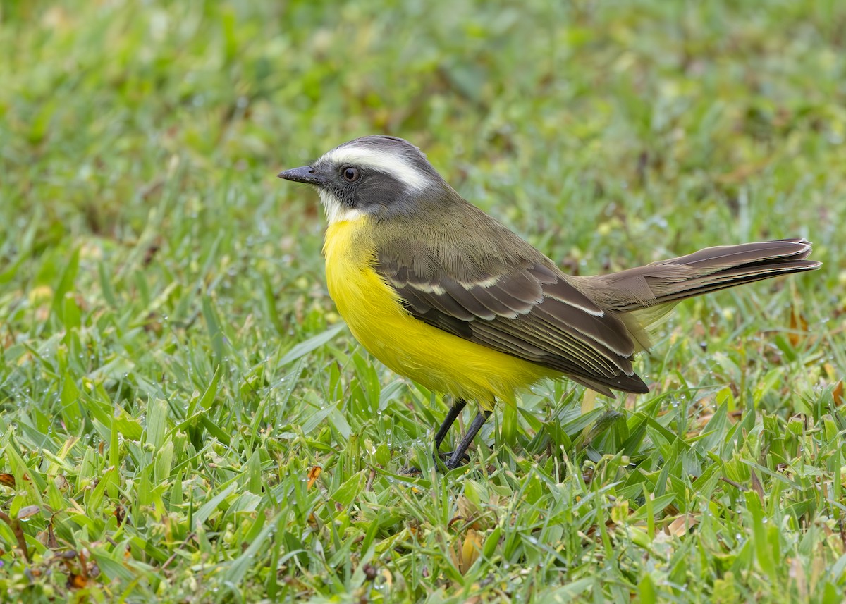 Social Flycatcher - ML627090088