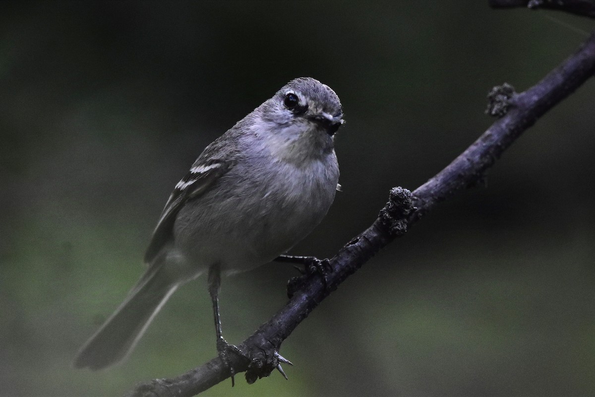 White-crested Tyrannulet (White-bellied) - ML627090089