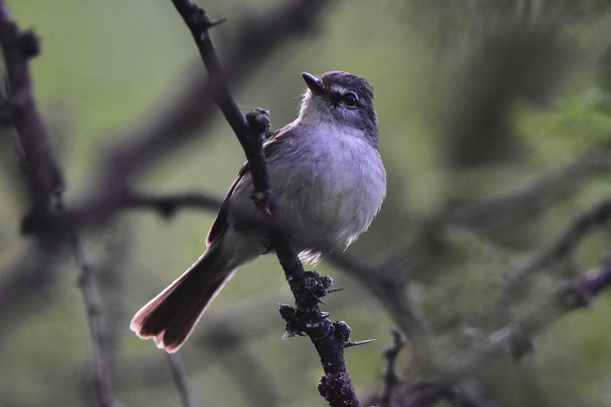 White-crested Tyrannulet (White-bellied) - ML627090090