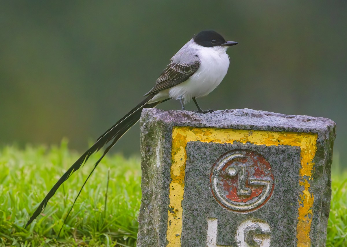 tyran savanový - ML627090093