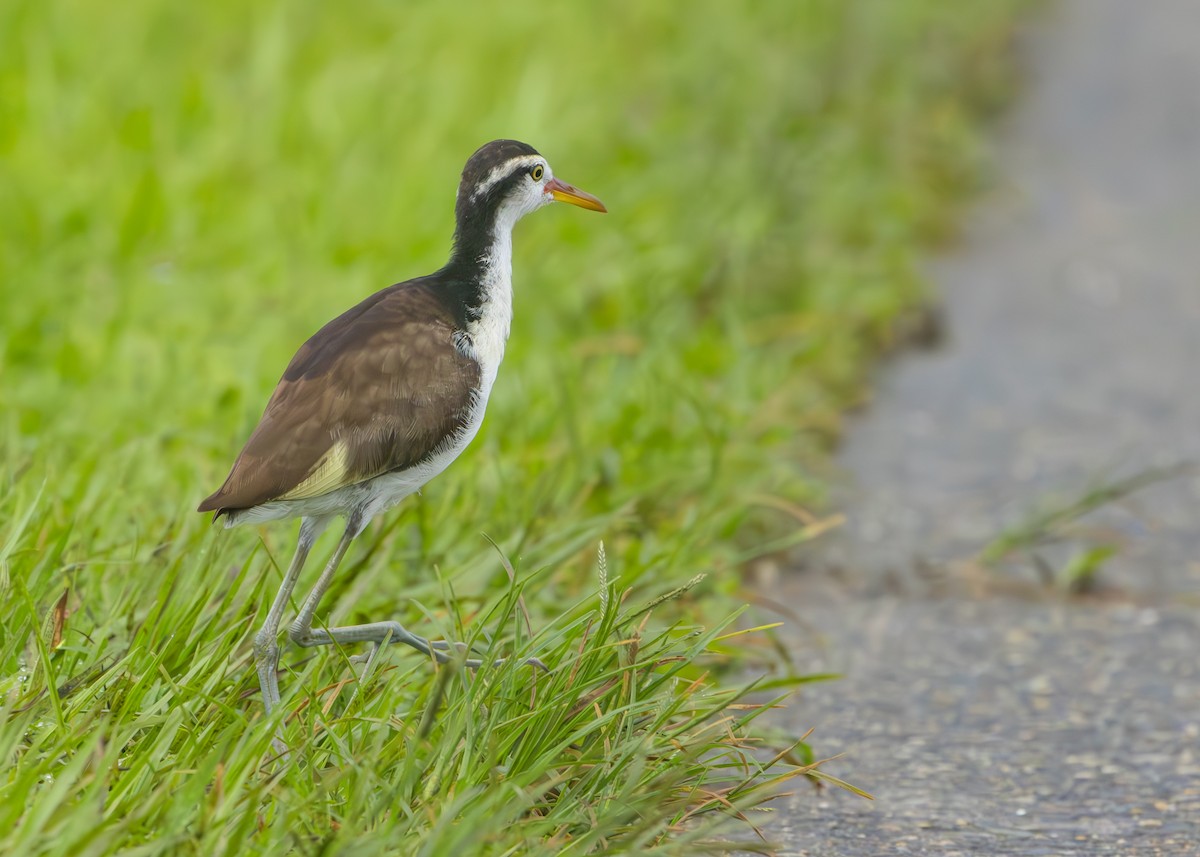 ostnák jihoamerický - ML627090094