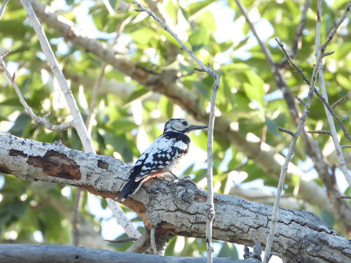 White-backed Woodpecker (White-backed) - ML627090175