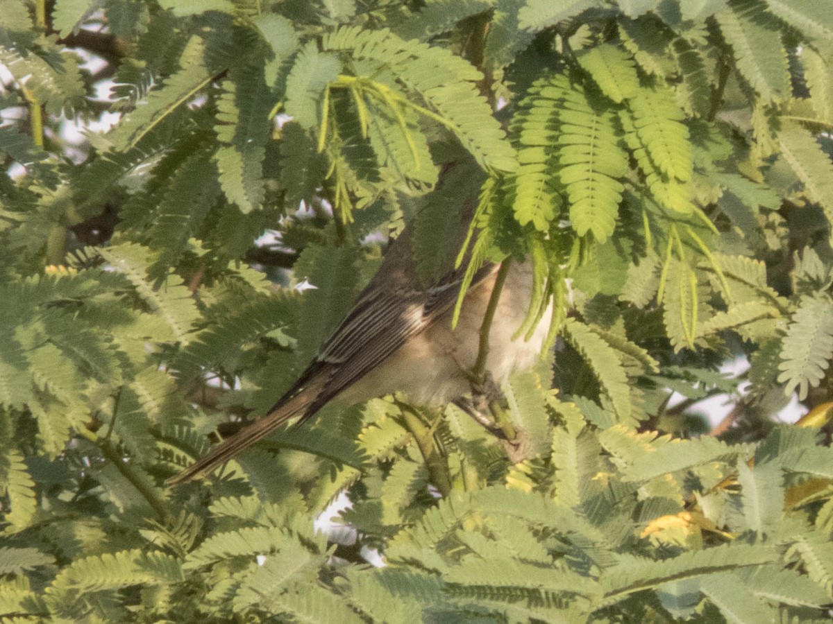 Red-tailed Shrike - ML627090234