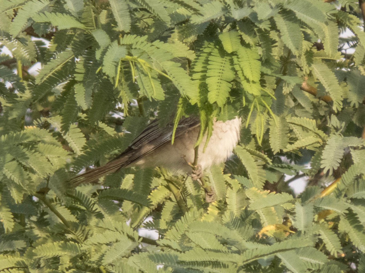 Red-tailed Shrike - ML627090235