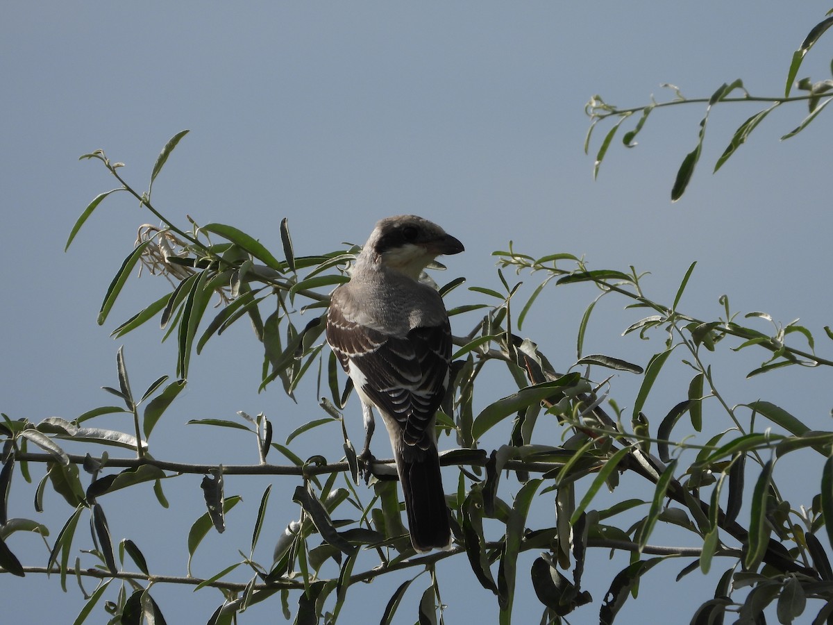 Lesser Gray Shrike - ML627090294