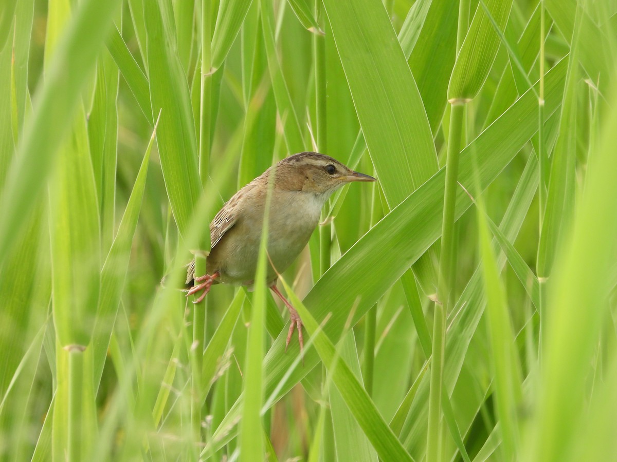 Pallas's Grasshopper Warbler - ML627090325