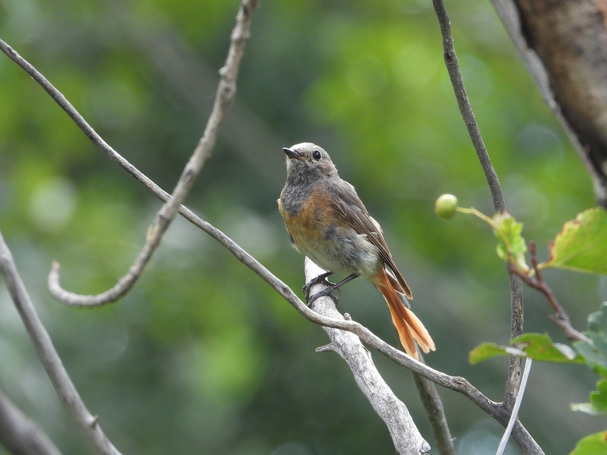 Common Redstart - ML627090346
