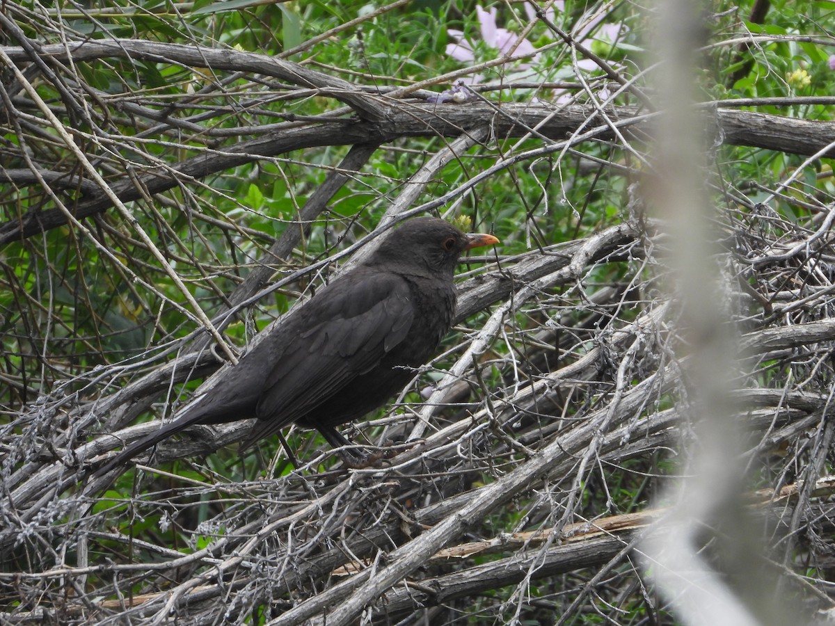 Eurasian Blackbird - ML627090353