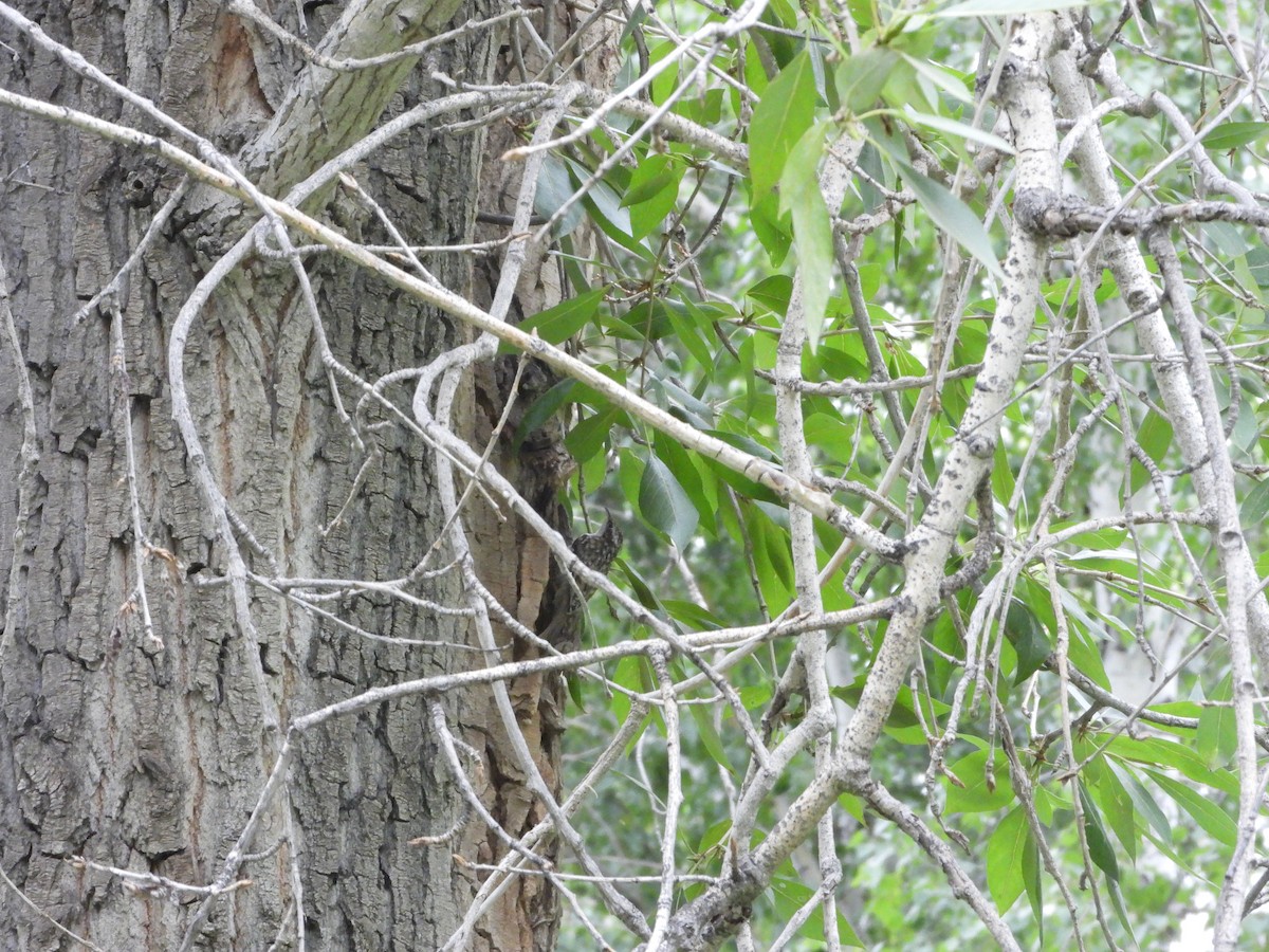 Eurasian Treecreeper - ML627090354