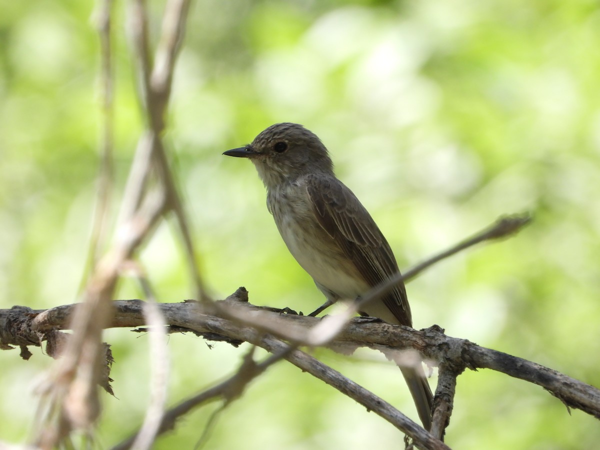 Spotted Flycatcher - ML627090364